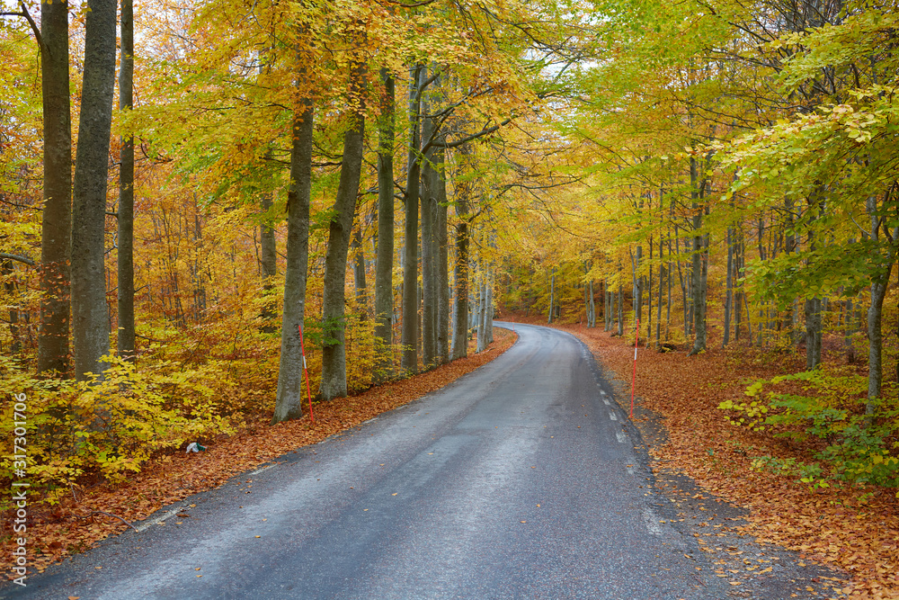 Obraz premium Autumn forest. Forest with country road at sunset. Colorful landscape with trees, rural road, orange leaves and blue sky. Travel. Autumn background. Magic forest.