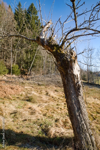 Baum auf der Wiese unterhalb des Gsengetstein photo