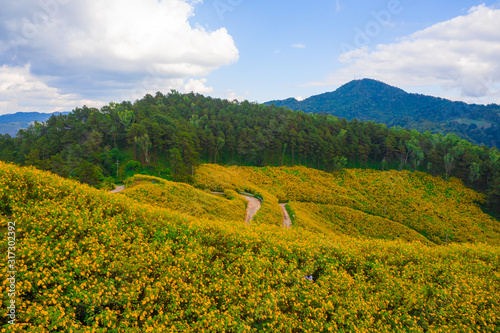 Aerial view of Mexican sunflower (Tung Bua Tong ) field on mountain at Doi Mae U Kho, Khun Yuam, Mae Hong Son, Thailand