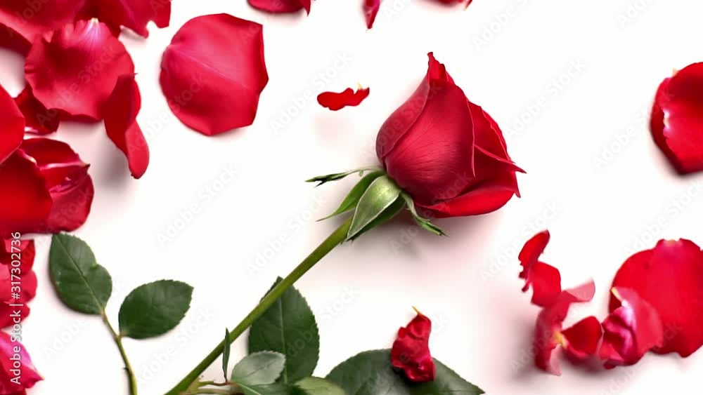 red rose petals falling on white background