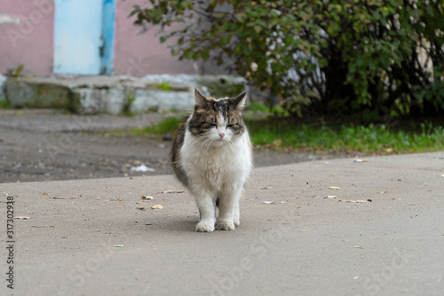 A multicolor cat walks along the road. Sunny summer day. Domestic or wild dirty cat goes towards on the asphalt, crosses the road. © Sergei Telenkov