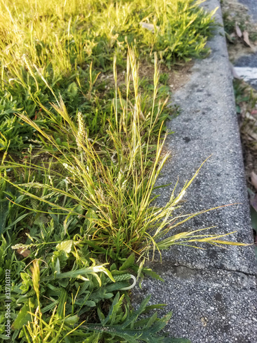 Annual or or rat's-tail fescue