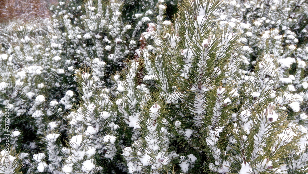 white snow covered a pine tree white snow covered a pine tree