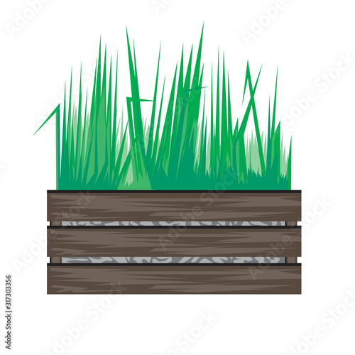 A grass or lawn in a wooden box isolated on white background for design, a flat 3d vector stock illustration with plant for landscaping a garden plot or for home interior