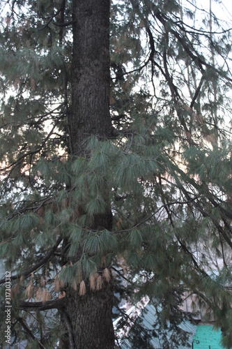 Wallpaper Mural Beauty of Nature Torontodigital.ca