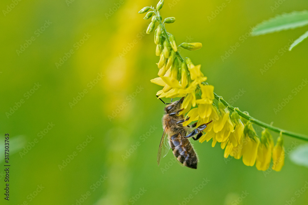 Honey bee with pollen collected on yellow flower Melilotus officinalis Honey bee with pollen collected on yellow flower Melilotus officinalis