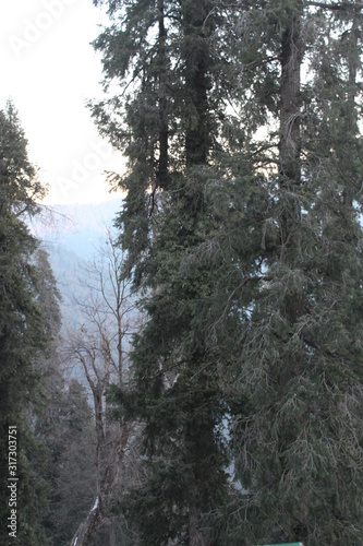 Wallpaper Mural Trees Showing Nature Torontodigital.ca