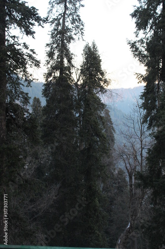 Wallpaper Mural Trees Showing Nature Torontodigital.ca
