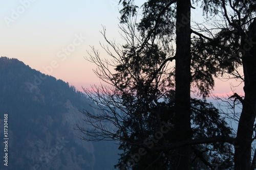 Wallpaper Mural Trees Showing Nature Torontodigital.ca