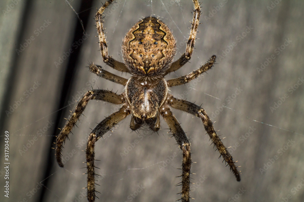 Spider makes a web and prepares for the hunt Spider makes a web and prepares for the hunt