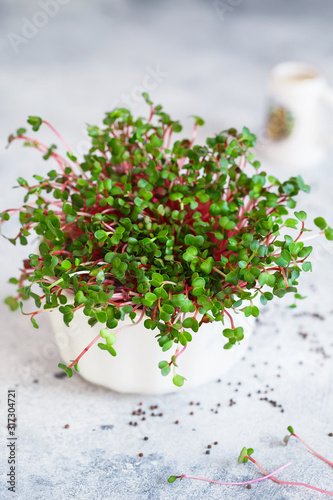 Close-up of radish microgreens - green leaves and purple stems. Sprouting Microgreens. Seed Germination at home. Vegan and healthy eating concept. Sprouted Radish Seeds, Microgreens. Growing sprouts.
