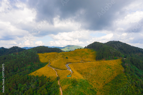 Aerial view of Mexican sunflower (Tung Bua Tong ) field on mountain at Doi Mae U Kho, Khun Yuam, Mae Hong Son, Thailand photo