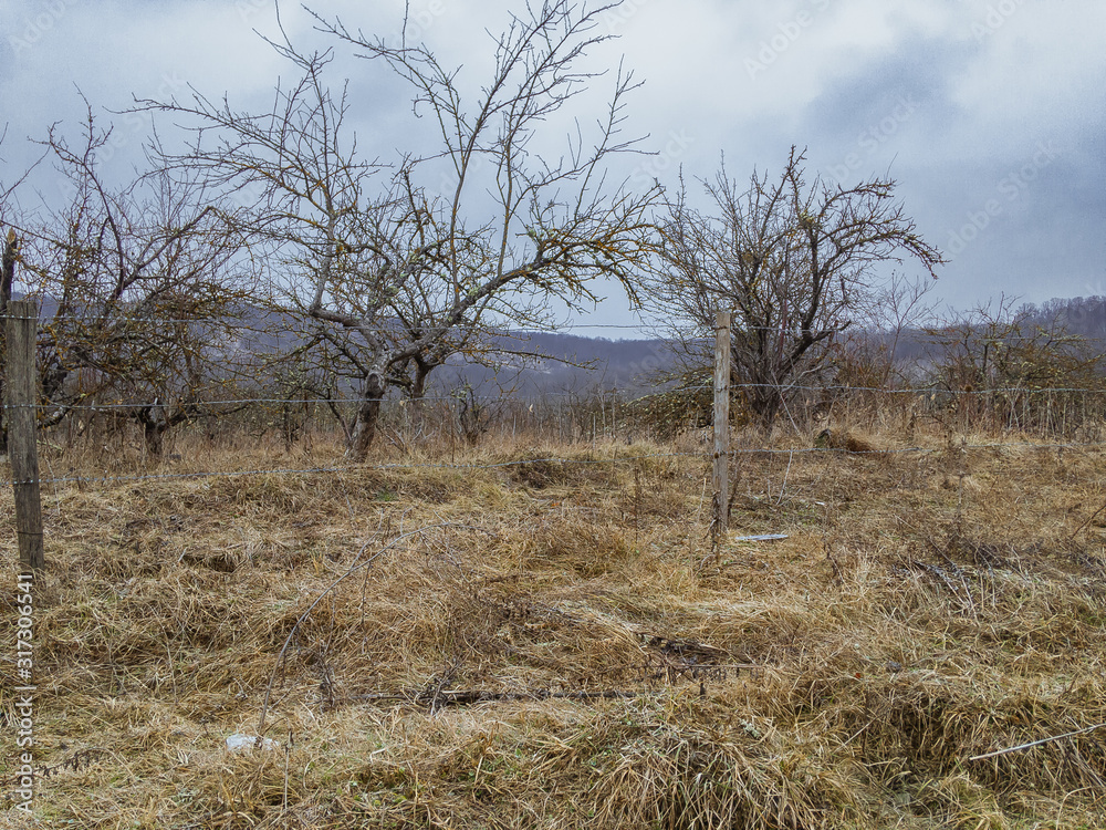 Old abandoned apple orchard with fallen foliage on a cloudy day under a cloudy sky. Old abandoned apple orchard with fallen foliage on a cloudy day under a cloudy sky.