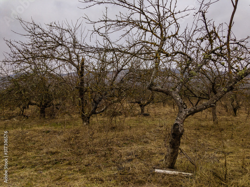 Tela Old abandoned apple orchard with fallen leaves on a cloudy day.