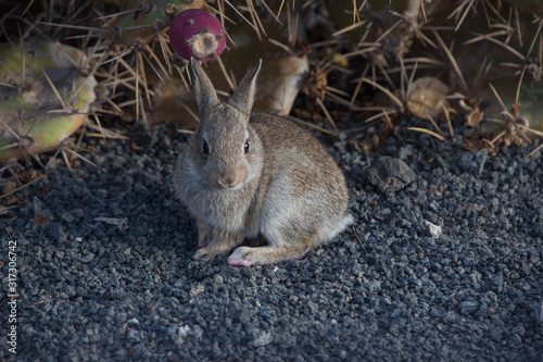 Wildkaninchen (Oryctolagus cuniculus) Jungtier auf Lavagestein, Insel Lanzarote, Spanien, Europa photo