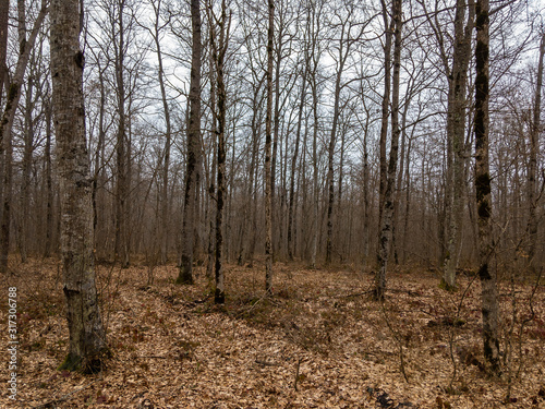 Deciduous forest with fallen yellow foliage covering the ground on a cloudy day.