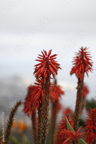 close up of a red flower of a cactus in bloom