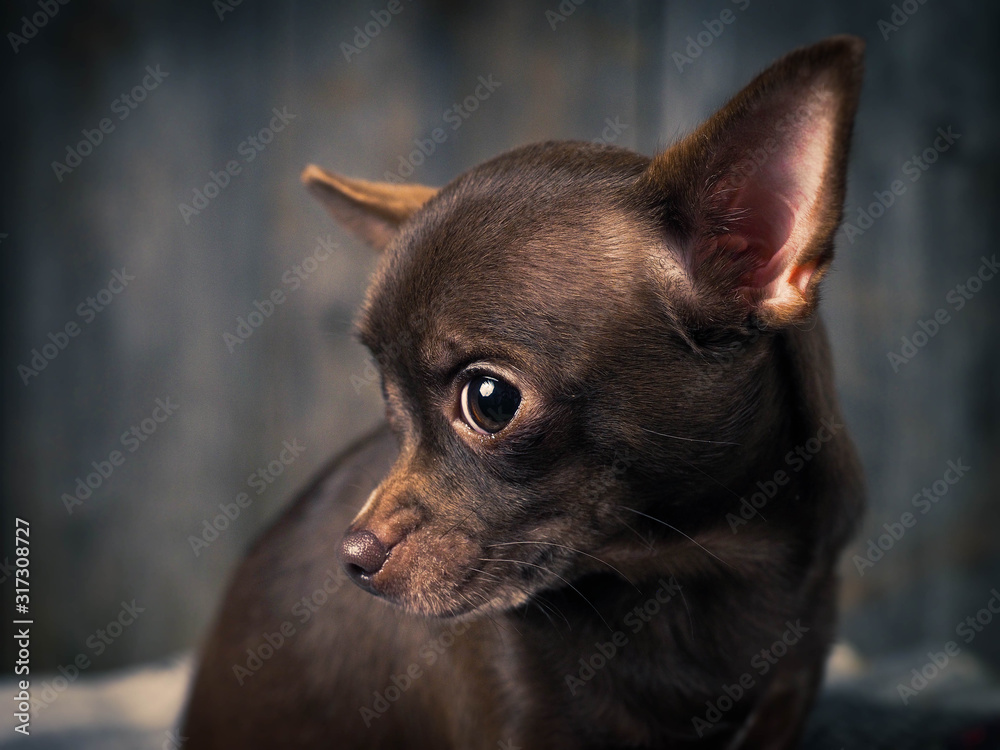Always sad and unhappy appearance of a Chihuahua dog Always sad and unhappy appearance of a Chihuahua dog