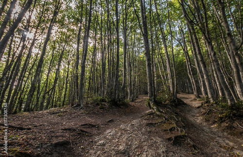 Parco Nazionale delle Foreste Casentinesi, Italy