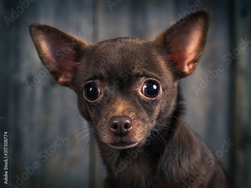 Fototapeta Naklejka Na Ścianę i Meble -  Always sad and unhappy appearance of a Chihuahua dog