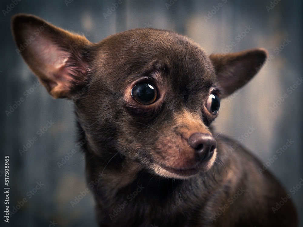 Always sad and unhappy appearance of a Chihuahua dog