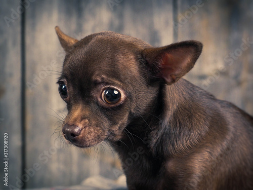 Always sad and unhappy appearance of a Chihuahua dog © kozorog