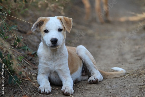 white and brown cute puppy image