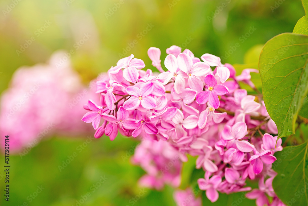 Blossoming purple lilacs in the spring. Selective soft focus, shallow depth of field. Blurred image, spring background. Blossoming purple lilacs in the spring. Selective soft focus, shallow depth of field. Blurred image, spring background.