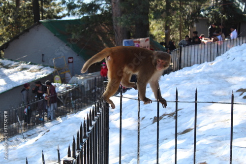 Wallpaper Mural Monkey Torontodigital.ca