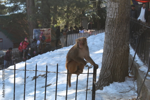 Wallpaper Mural Monkey Torontodigital.ca