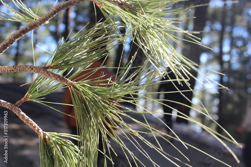 Wallpaper Mural Tree Branches Torontodigital.ca