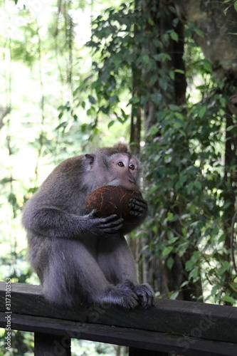 cute monkey eating from a coconut