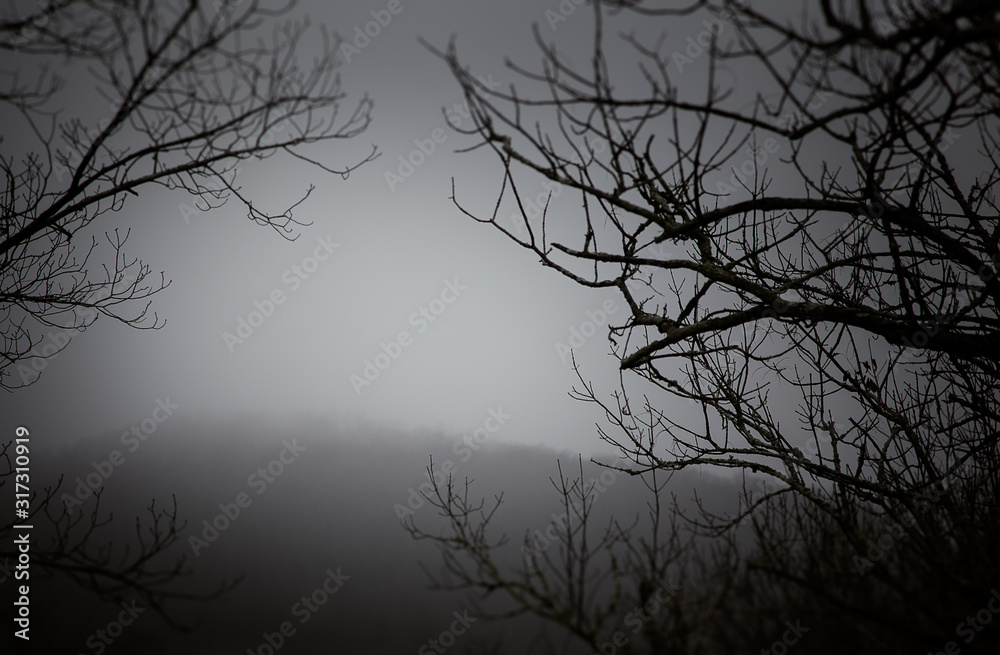 Foggy woods