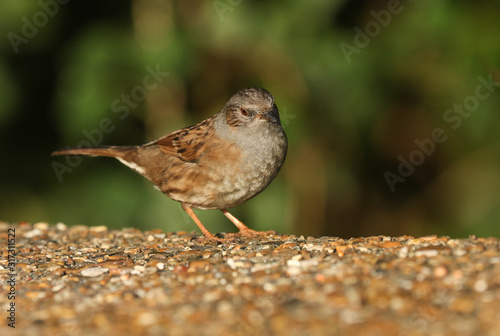A cute Dunnock, Prunella modularis, or Hedge Sparrow perching on a concrete bridge. 