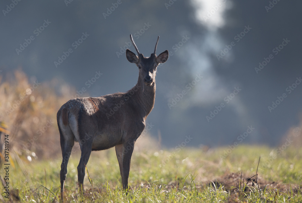 Young red deer in forest on foggy morning Young red deer in forest on foggy morning