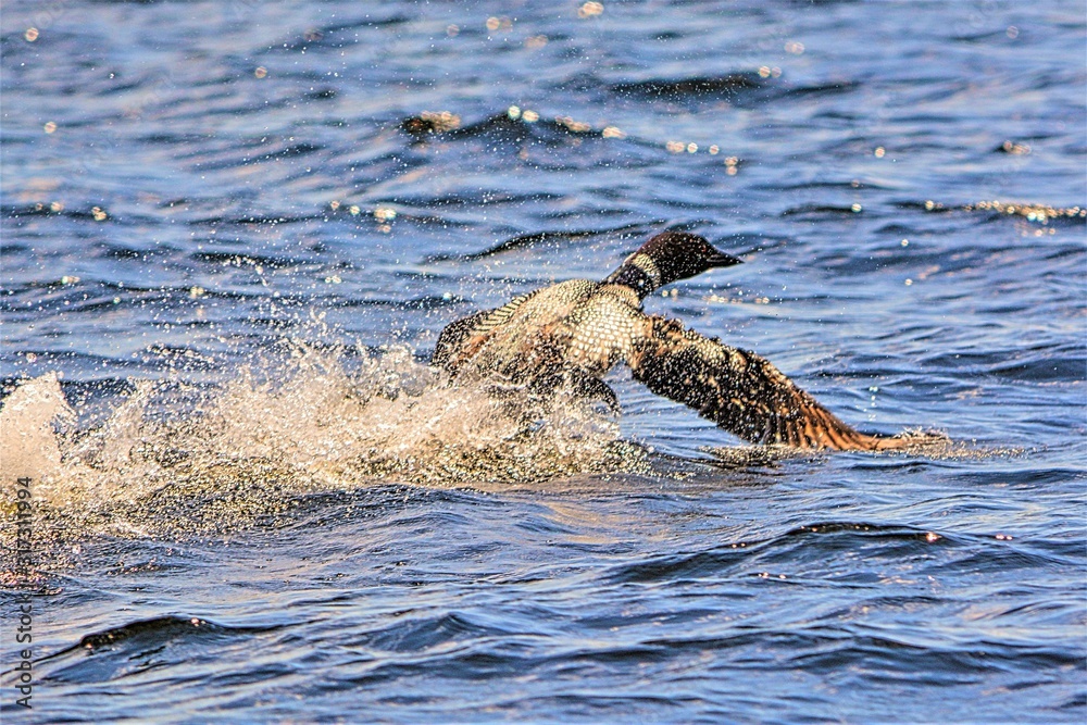 Obraz premium Loon taking flight