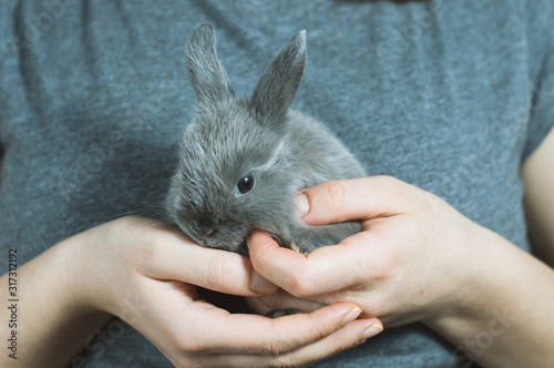A gentle soft cute gray fluffy little bunny sits on the girl’s hands- . The concept of love for animals and nature conservation. Feeling of happiness