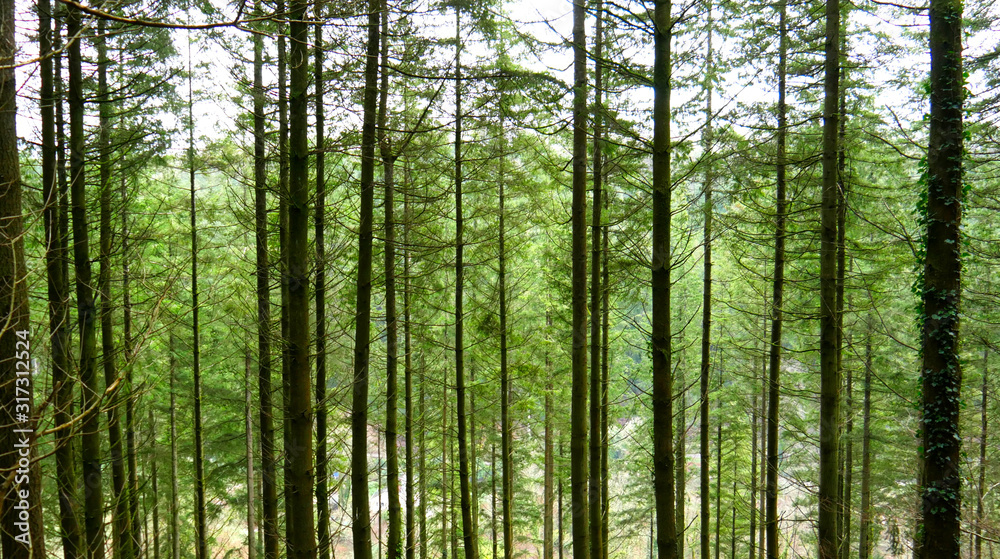 View through the forest on a cold winters day with tall trees & not much foliage