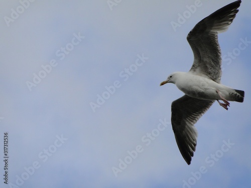 Gaviota volando