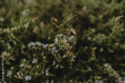 Rosemary