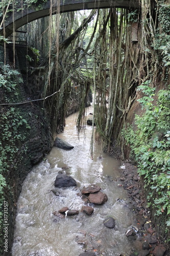 water in the jungle