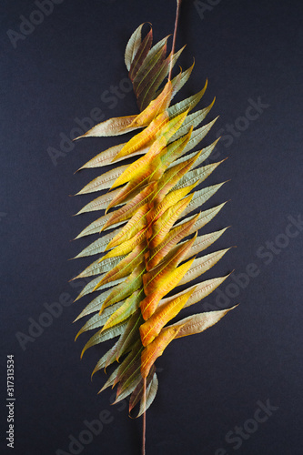 colorful staghorn sumac leaves intertwined photo