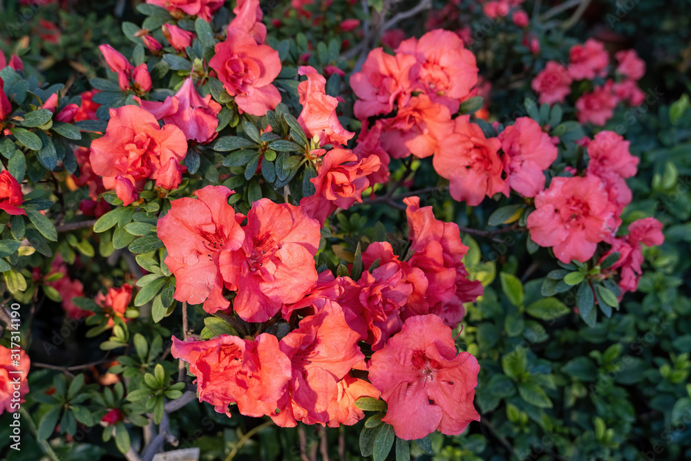 Blooming azaleas in the botanical garden, blossoming flowers on the bushes in greenhouse Blooming azaleas in the botanical garden, blossoming flowers on the bushes in greenhouse