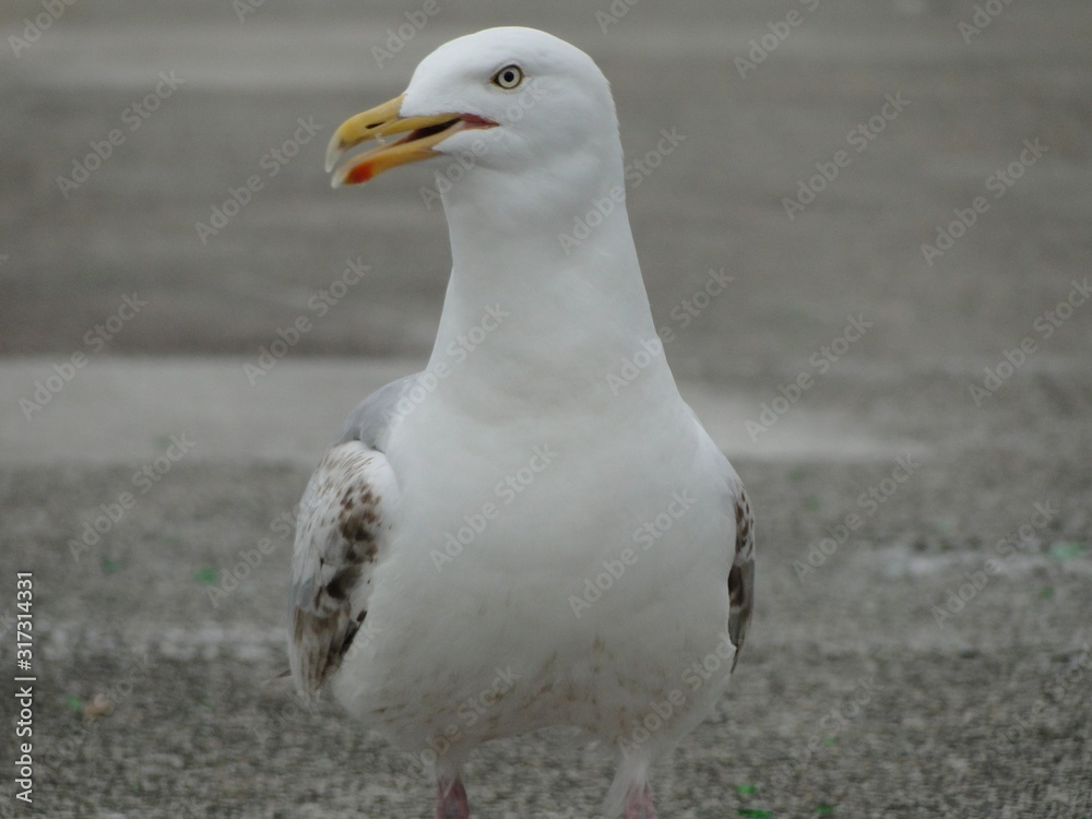 Fototapeta premium gaviota primer plano