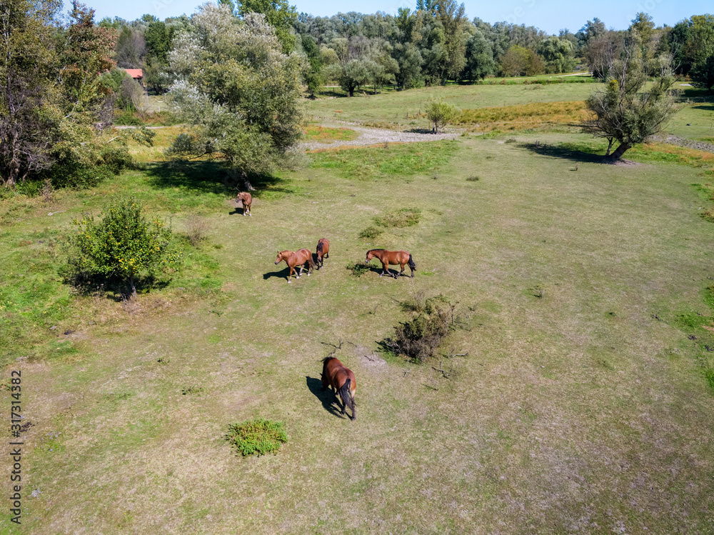 Aerial view of the horses in a farm, Croatia Aerial view of the horses in a farm, Croatia