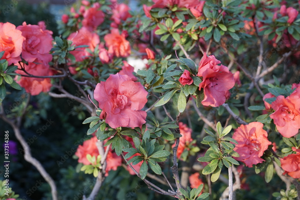 Blooming azaleas in the botanical garden, blossoming flowers on the bushes in greenhouse Blooming azaleas in the botanical garden, blossoming flowers on the bushes in greenhouse