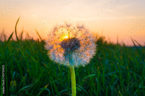 L  wenzahn im sonnenaufgang