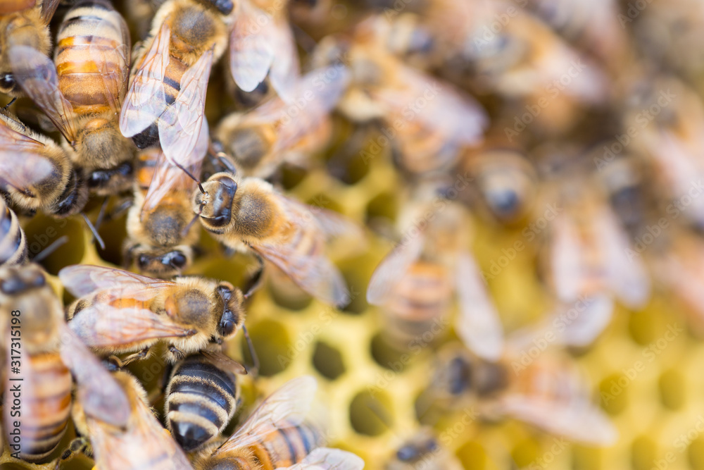 honey bees on a beehive honey bees on a beehive
