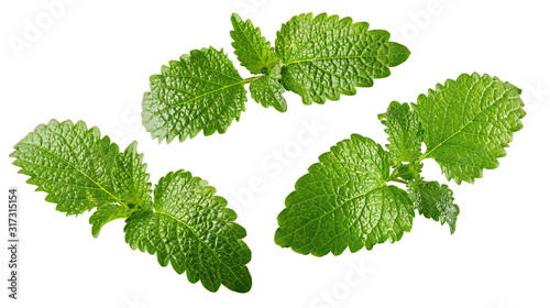 Fresh green mint leaves set isolated. Raw peppermint, spearmint, melissa, lemon balm leaves design elements composition close up, focus stacking, white background. Healthy herbs nutrition clip art