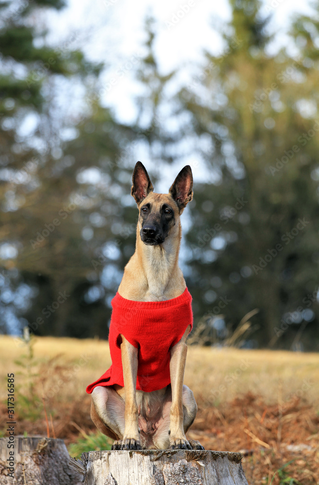 Portrait of a beautiful belgian shepherd malinois dog in red clothes on nature among the forest on a stump